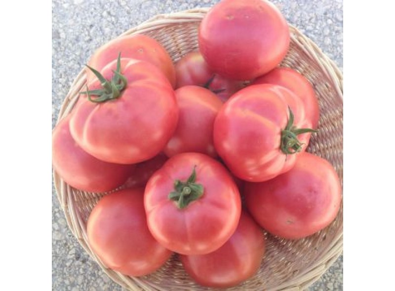 Семена томата EZ 2104 F1 ( 250 семян), Libra Seeds (Erste Zaden), детерминантный, розовый биф Семена томата EZ 2104 F1 ( 250 семян), Libra Seeds (Erste Zaden), детерминантный, розовый биф